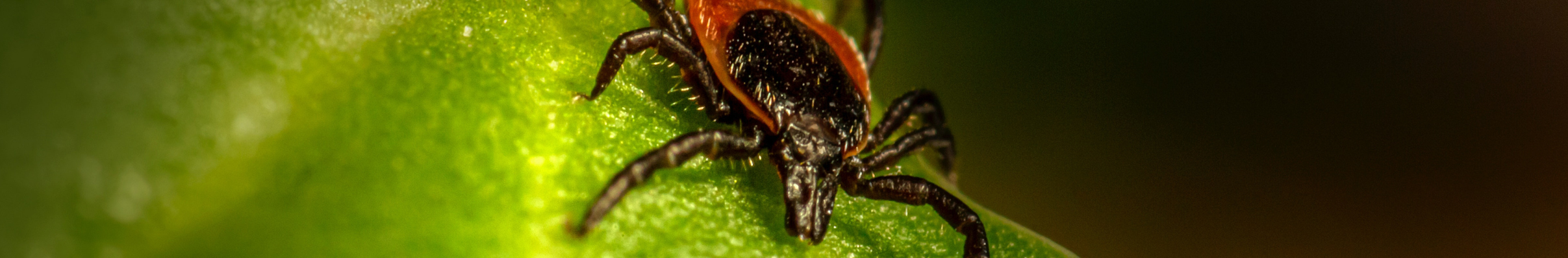 Ticks and Tick-Borne Disease Programme
